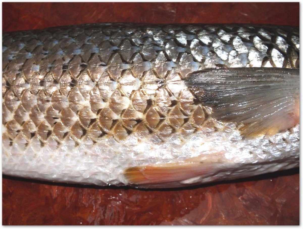 Пеленгас рыба