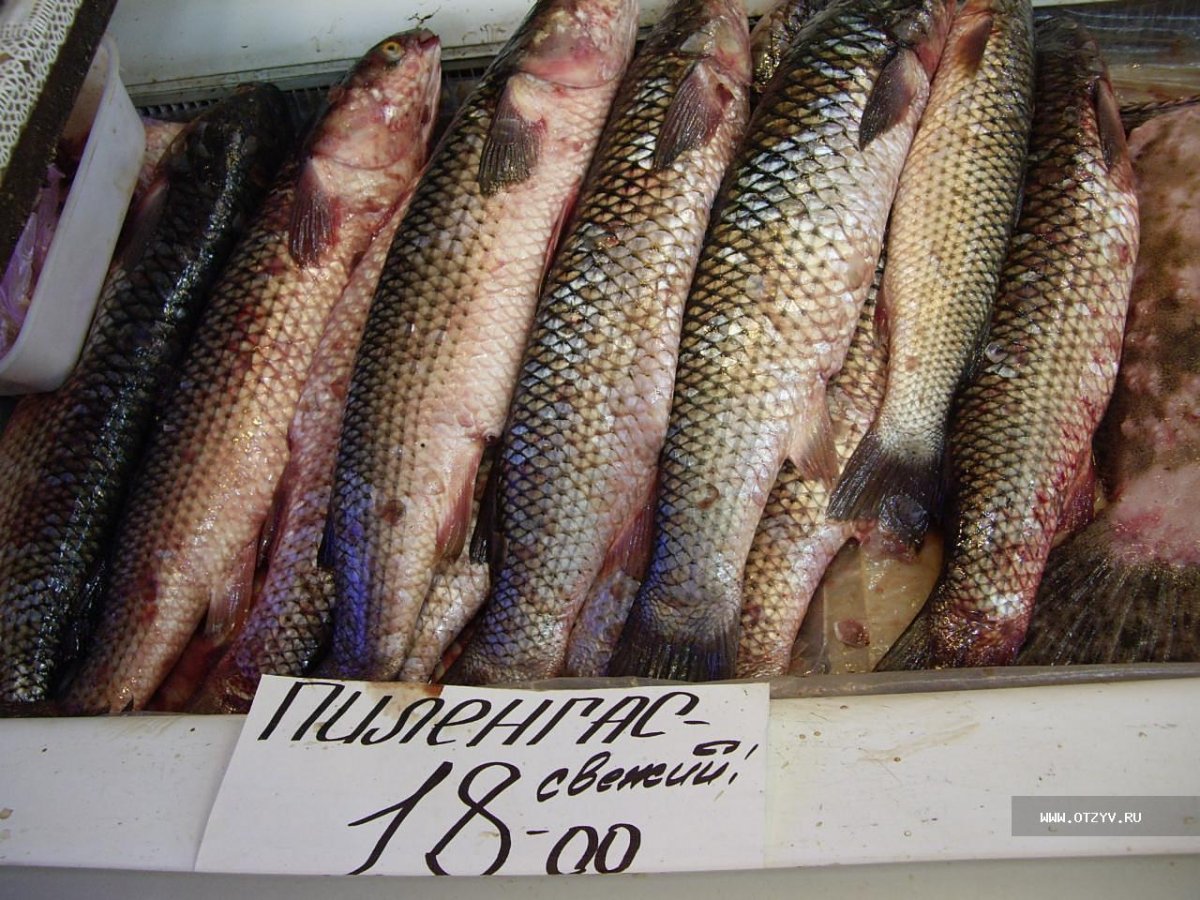 Кефаль пеленгас отличия