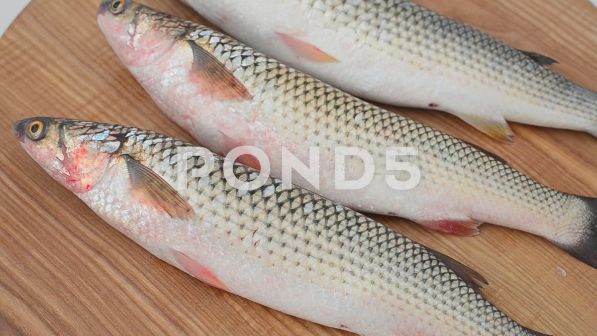 Пеленгас рыба