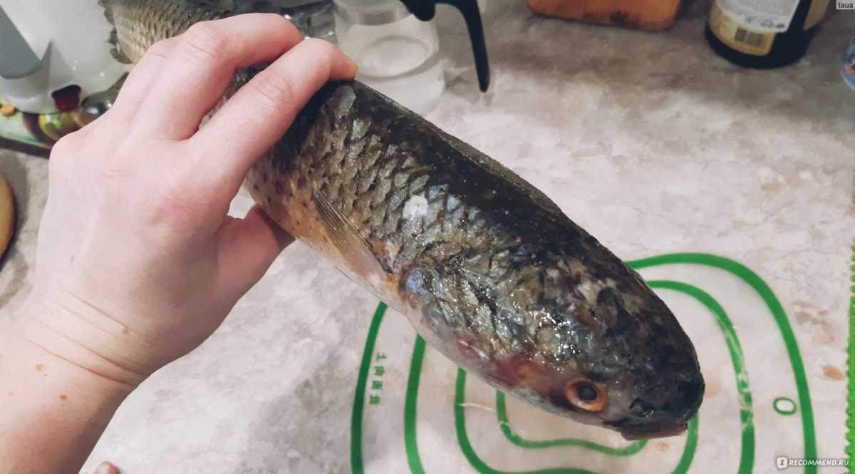 Кефаль толстолобик