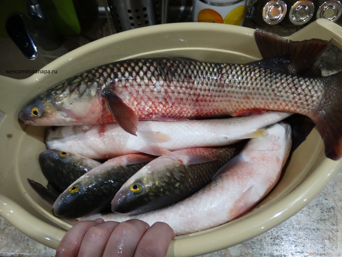 Пеленгас рыбалка