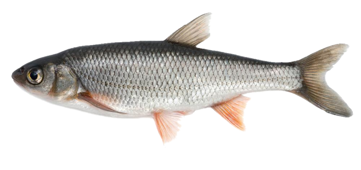 Рыба на белом фоне