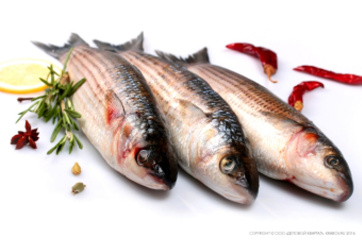 Морская рыба кефаль