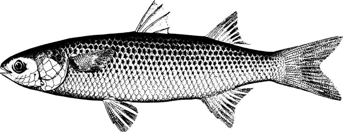 Раскраска кефаль рыба