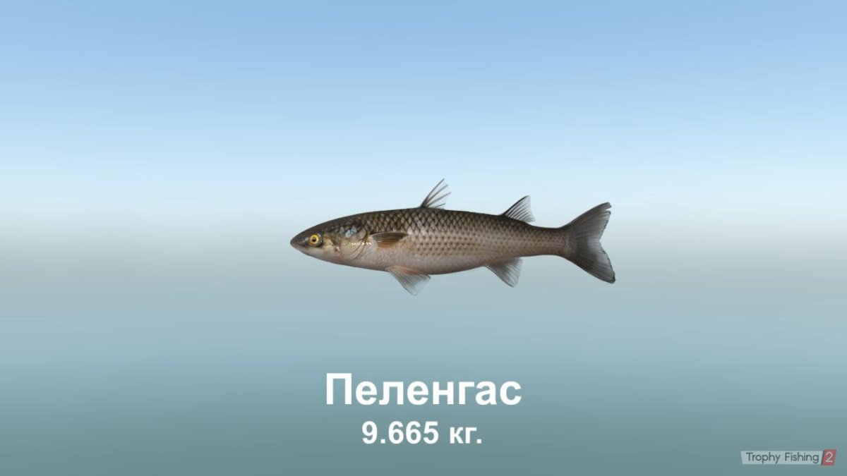 Пеленгас и Амур разница