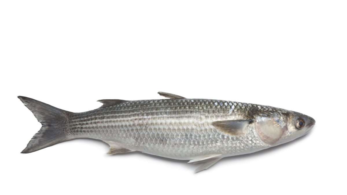 Mullet рыба