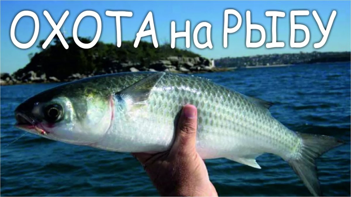 Лобань Черноморская рыба