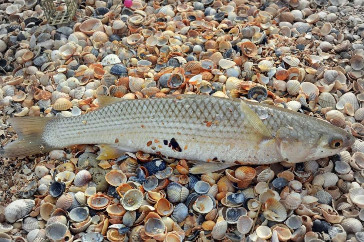 Пеленгас рыба