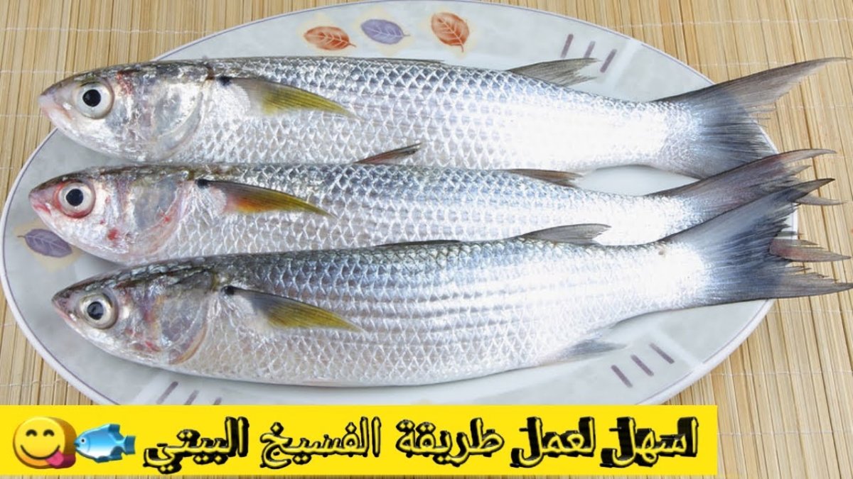 Кефаль Черноморская