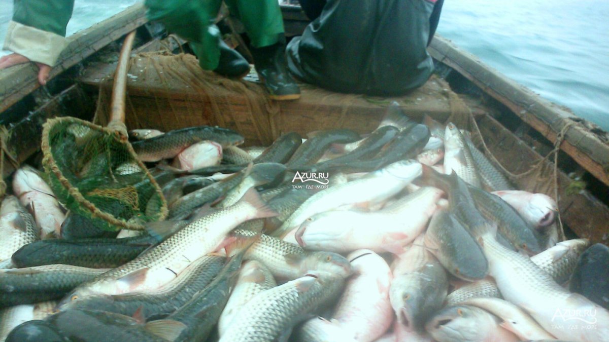 Куча рыбы в лодке