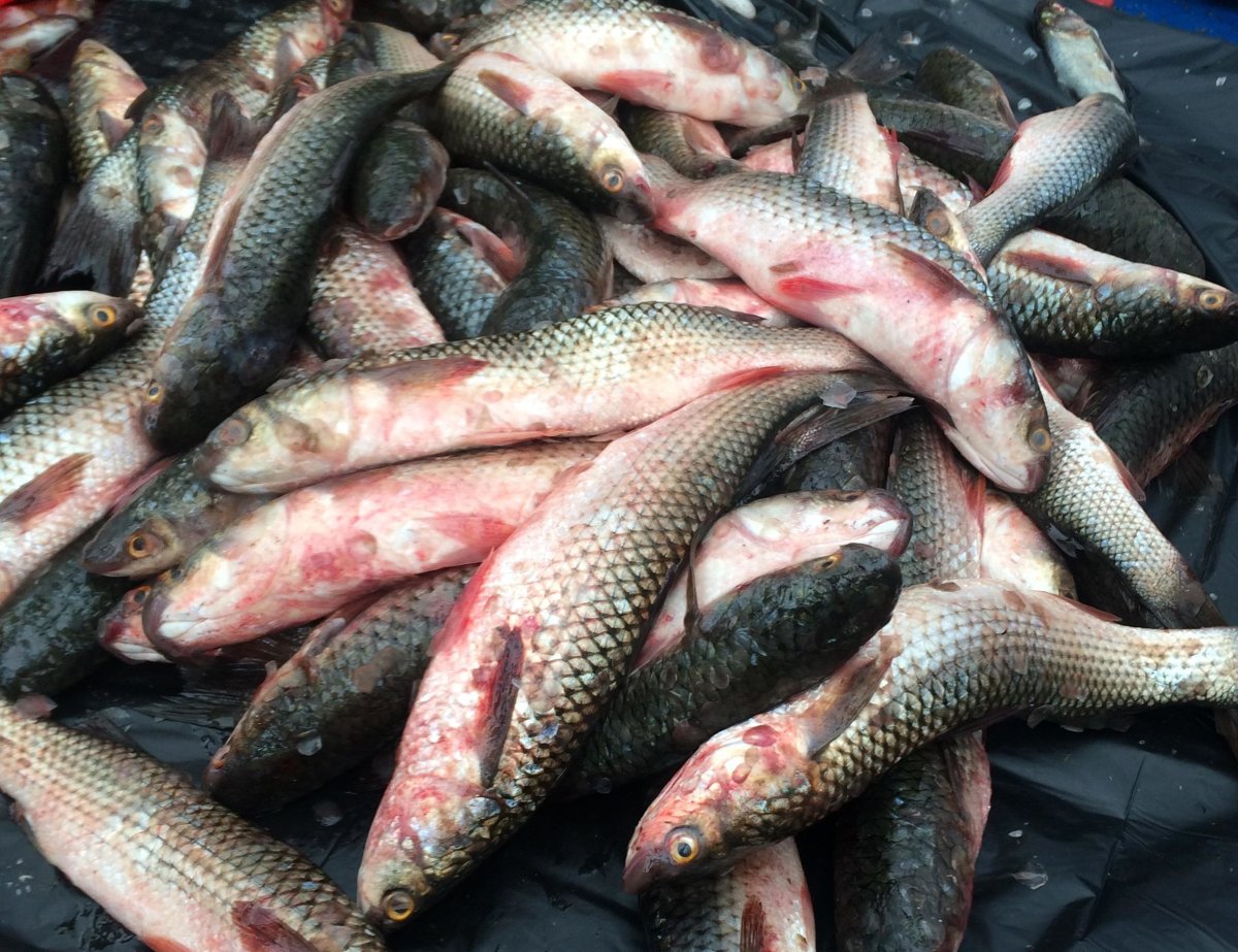 Пеленгас Дальневосточный