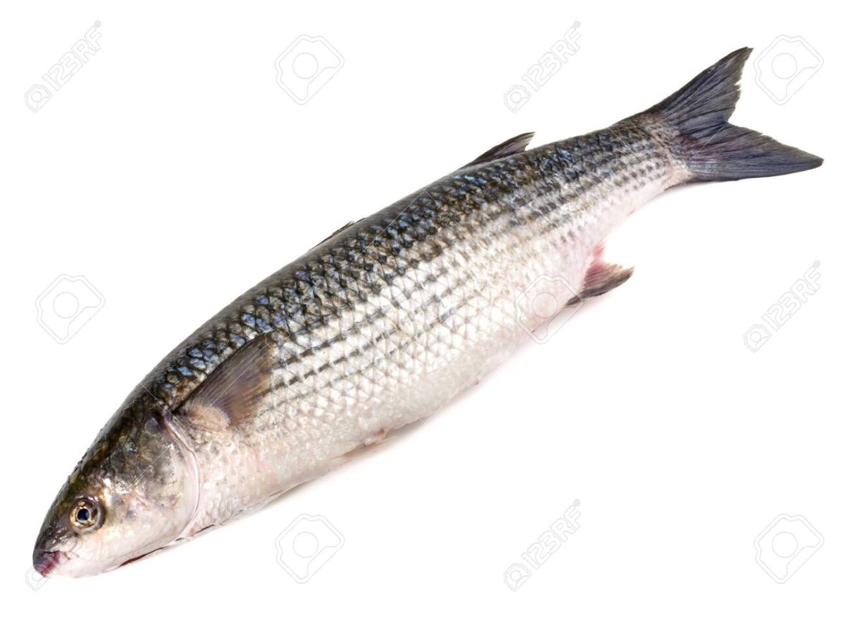 The Flathead Grey Mullet[