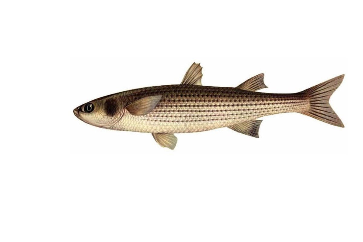 Кефаль сингиль