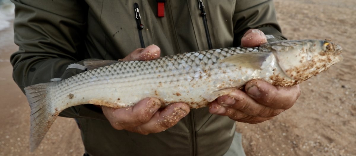 Пеленгас в Азовском море