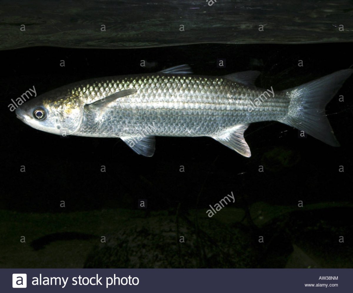 Рыба для заманухи