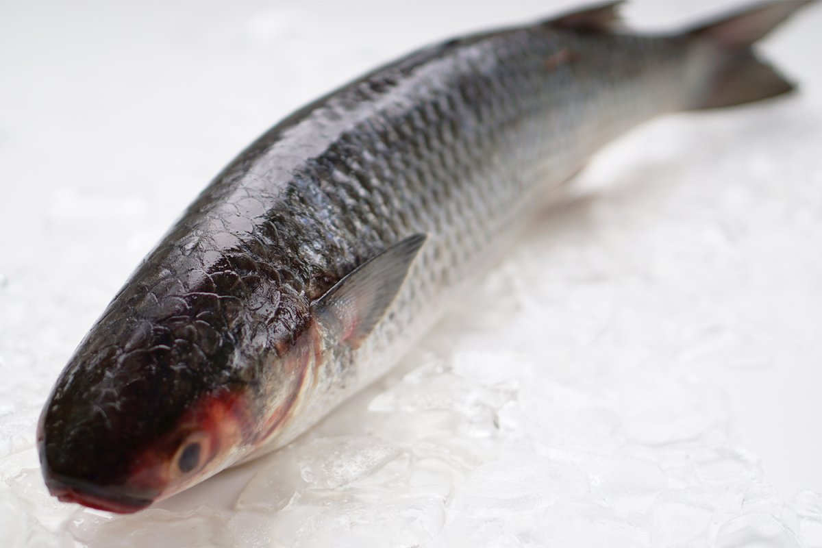 Mullet Fish кефаль