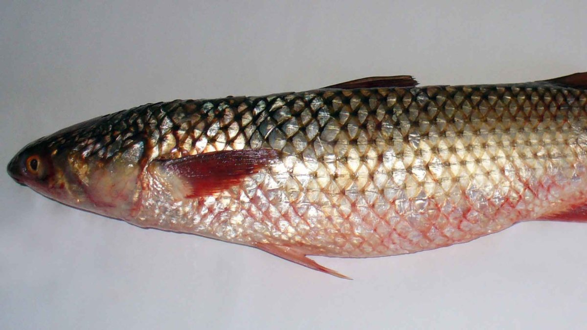 Пеленгас Азовский