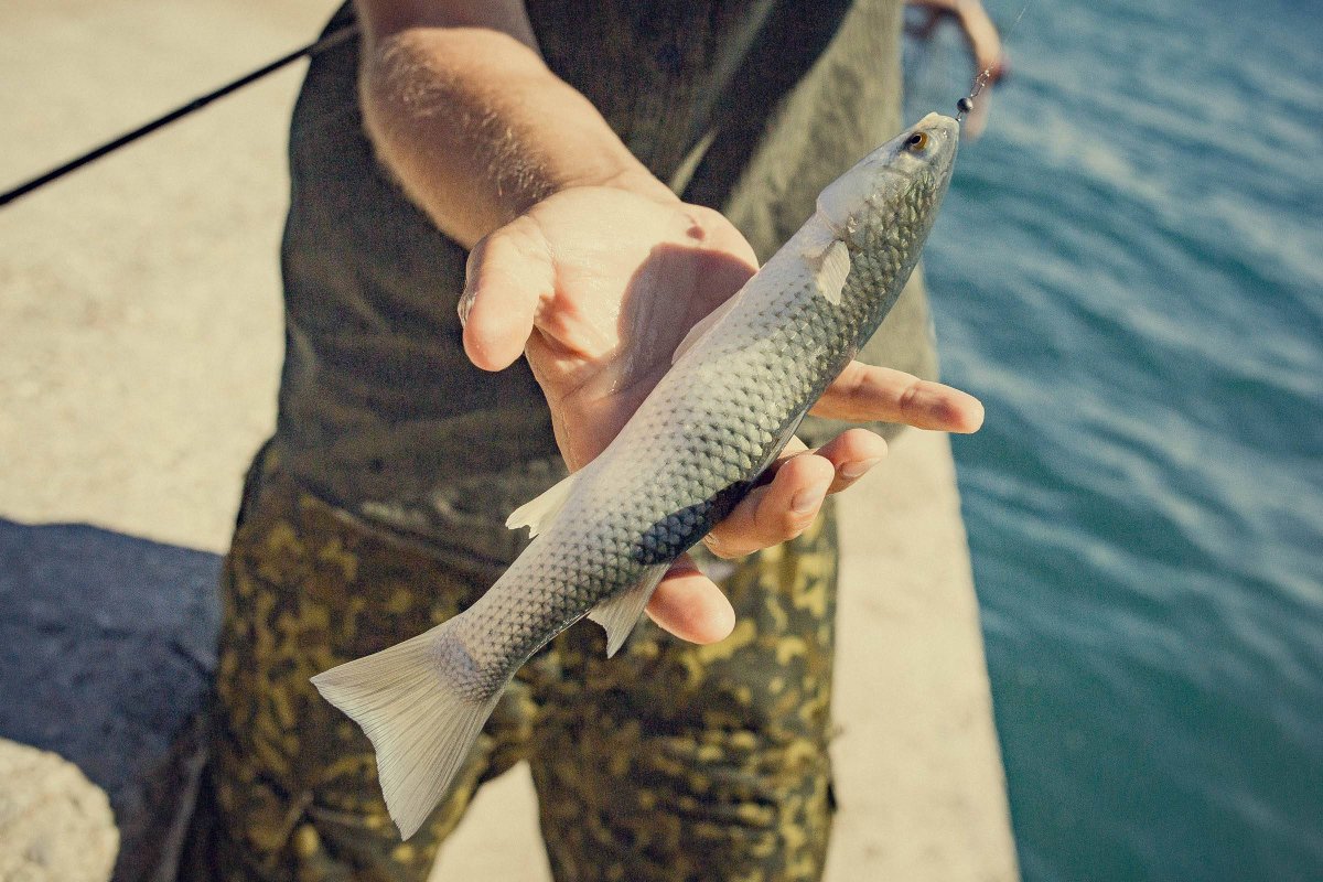 Снасть на черноморскую кефаль