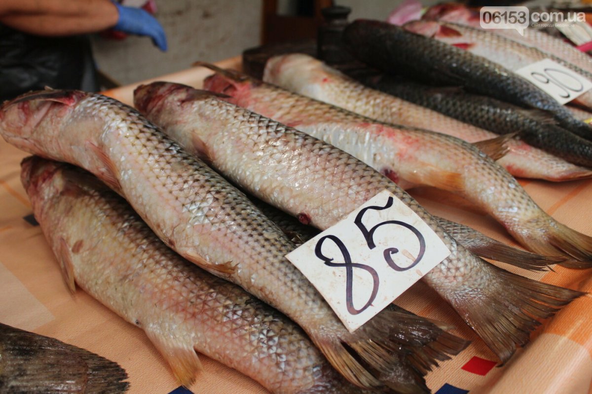 Рыба с плоской мордой и крупной чешуей