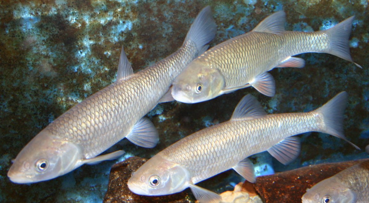 Рыба семейства кефалей