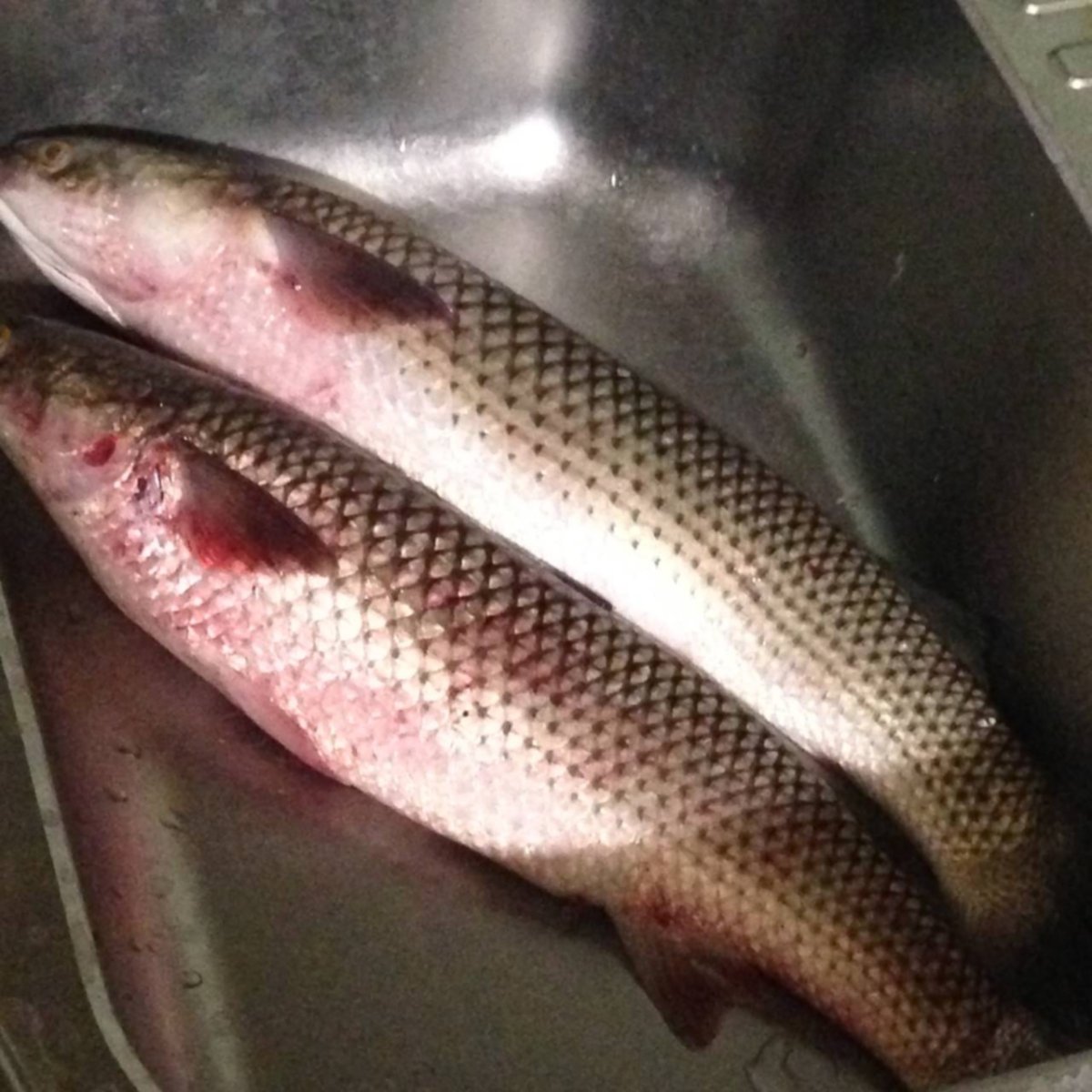 Черноморская рыба пеленгас