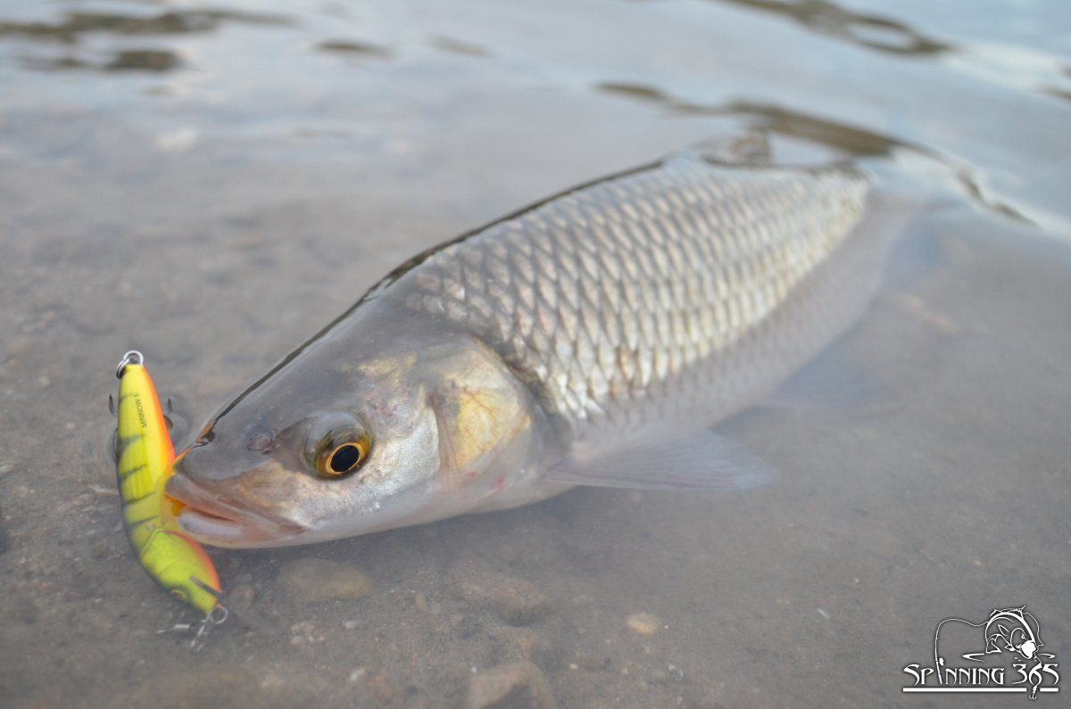 Воблеры на кефаль
