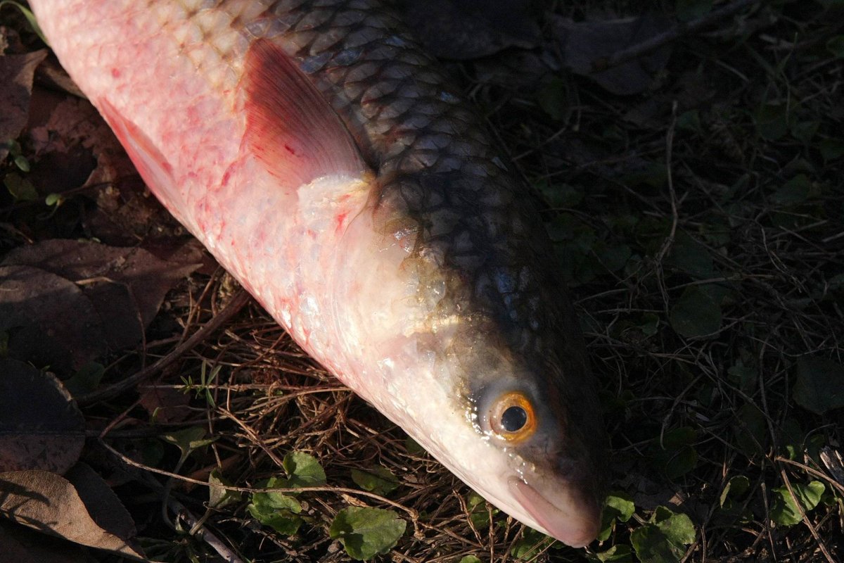 Дальневосточная кефаль - пеленгас