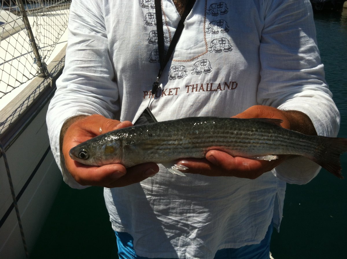 Пеленгас морской