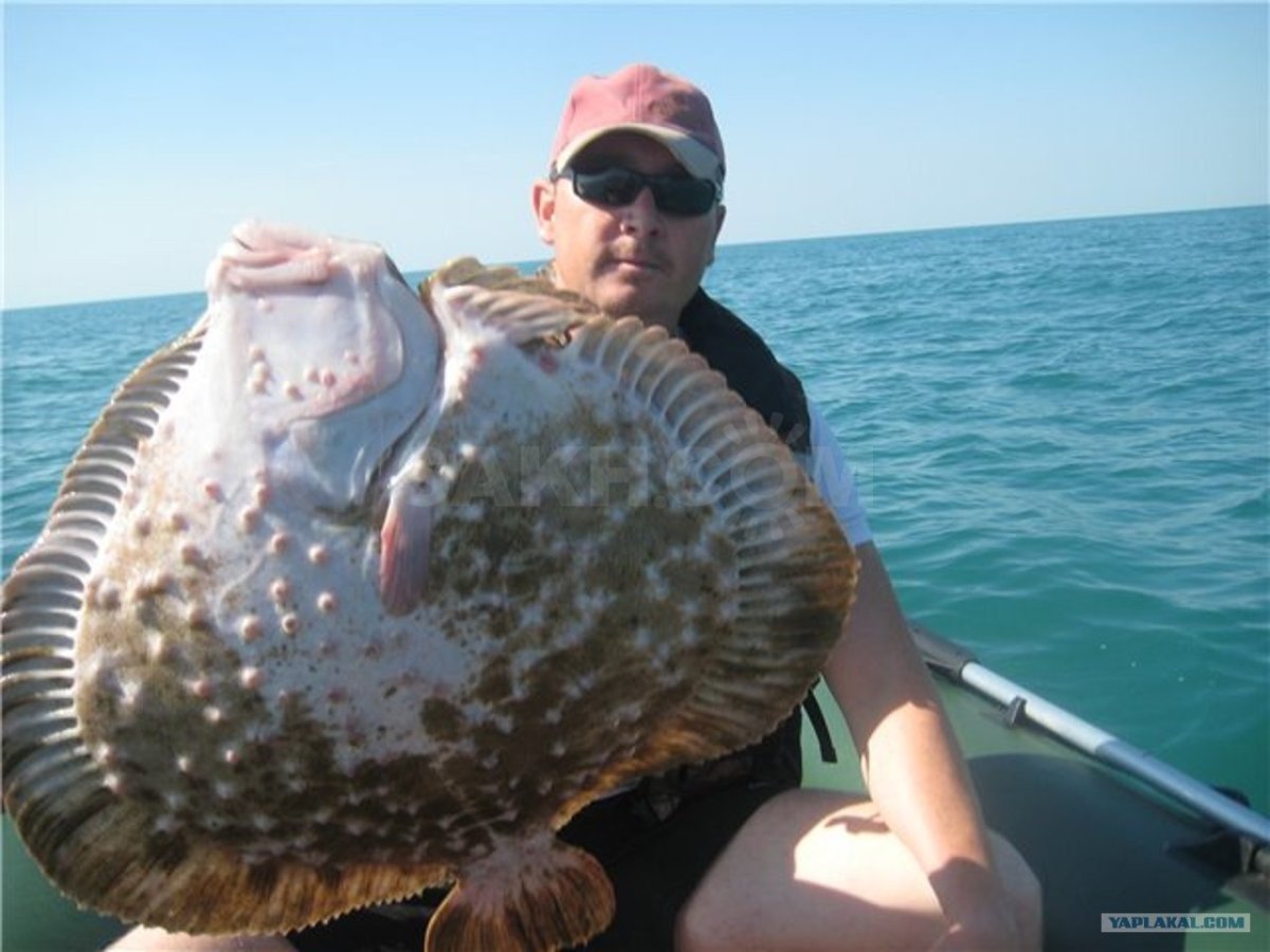 Камбала-Калкан Азовська