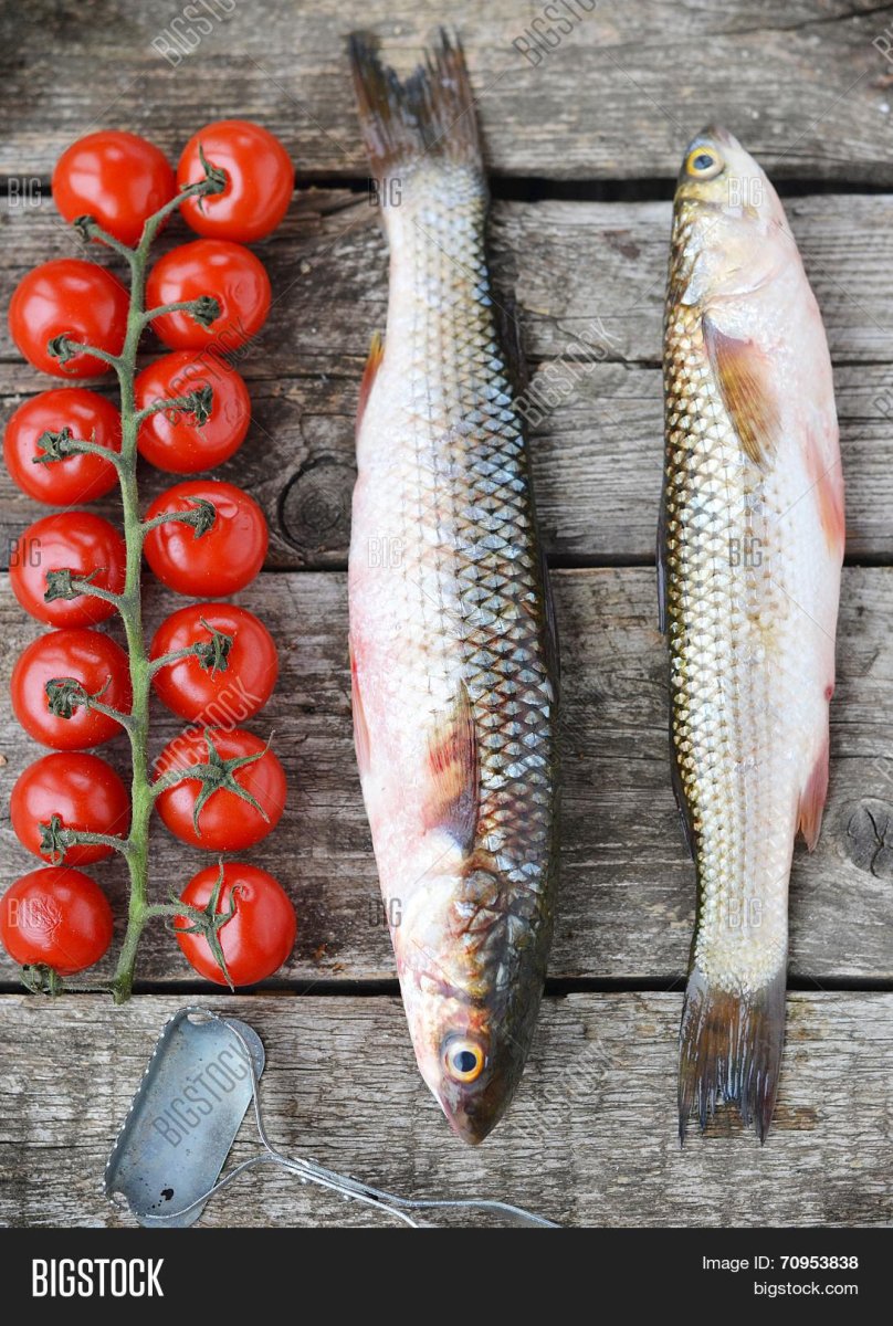 Кефаль пеленгас