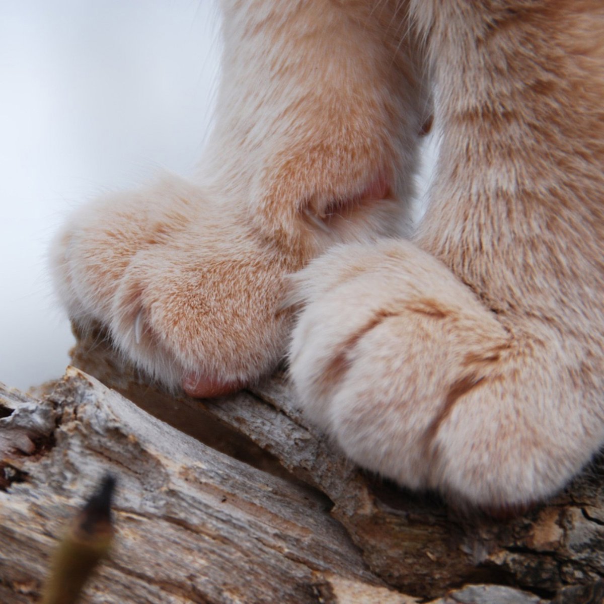 Лапка котика