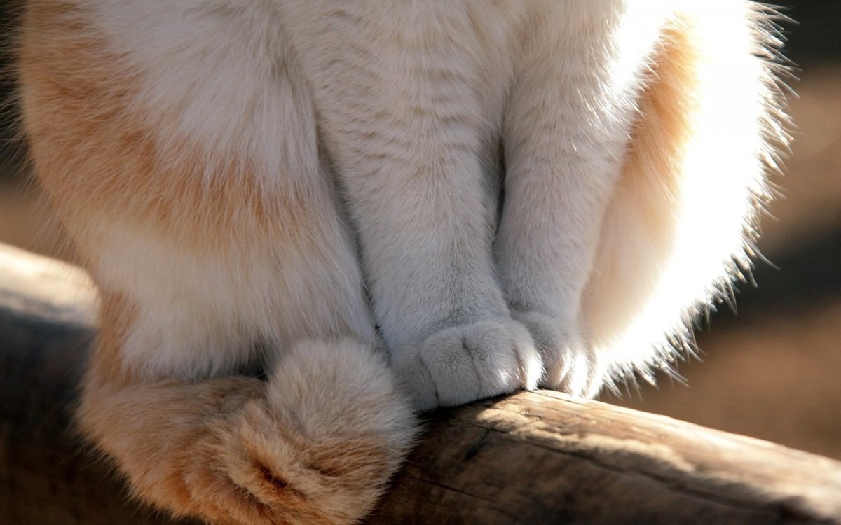 Белый флаг в лапах у животного