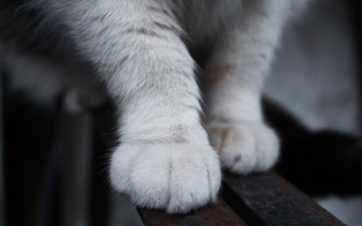Кошачья лапка