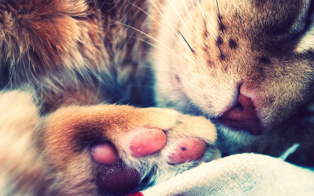 Кошачьи лапки мимими