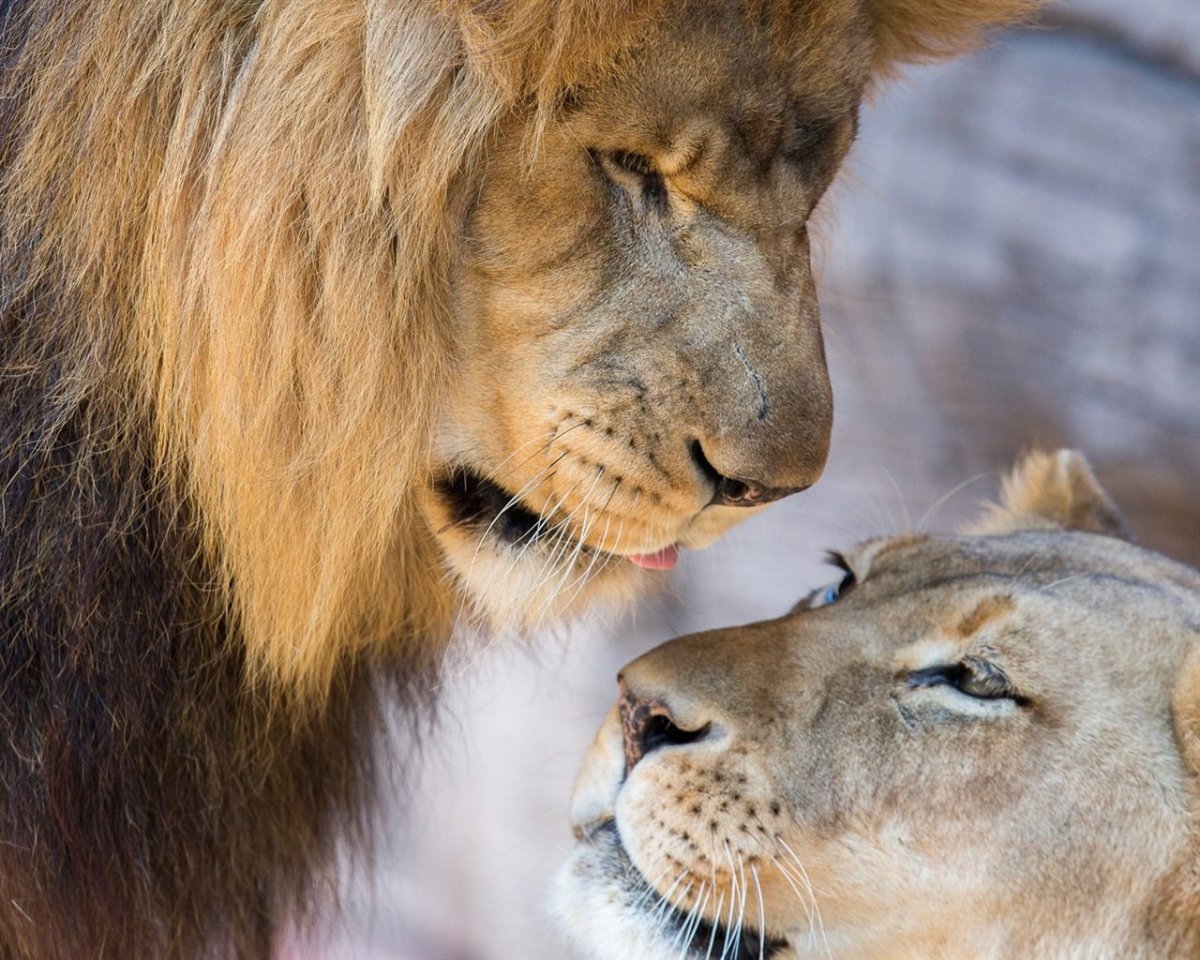 Лев и львица