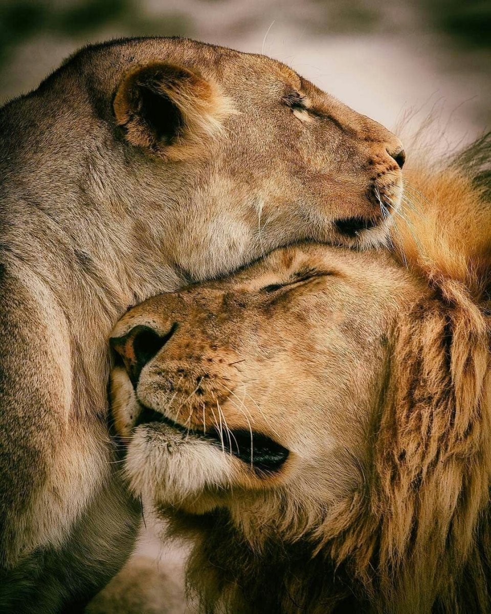 Влюбленные львы