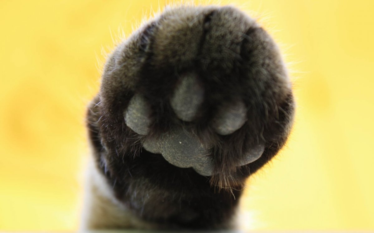 Обои с кошачьими лапками