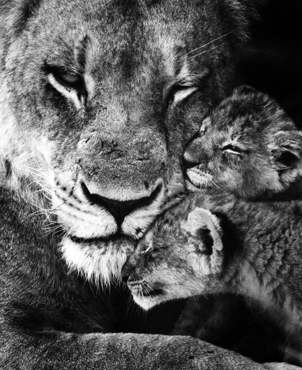 Львица и Львенок черно белое