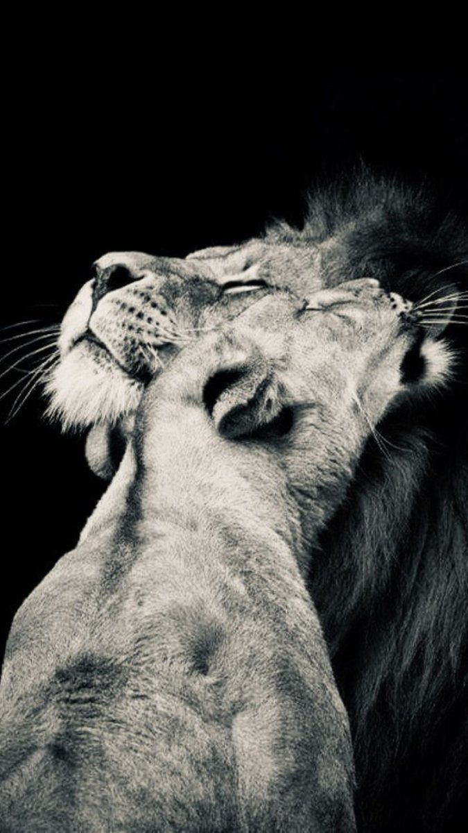 Лев и львица