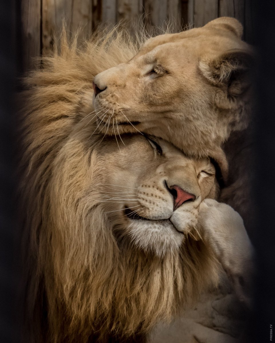 Влюбленные львы