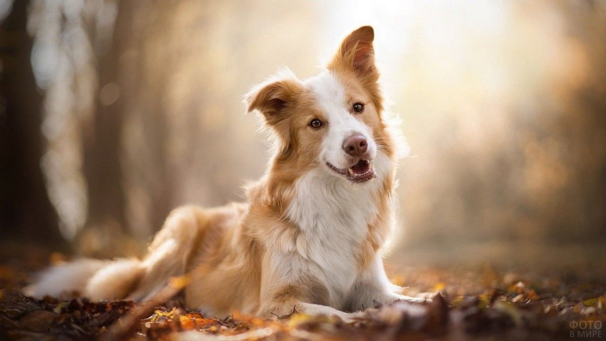 Бордер колли рыжий щенок