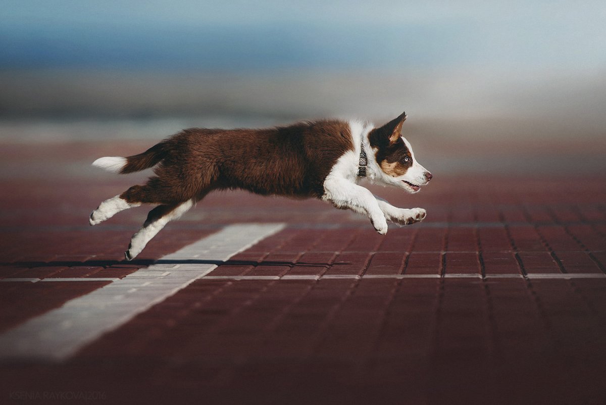 Бордер колли короткошерстный коричневый