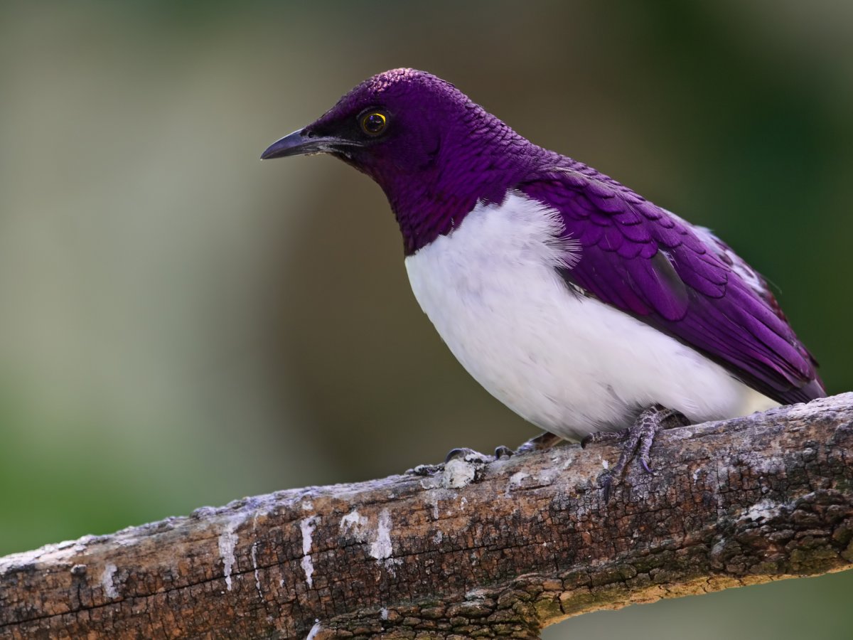 Фиолетовые животные