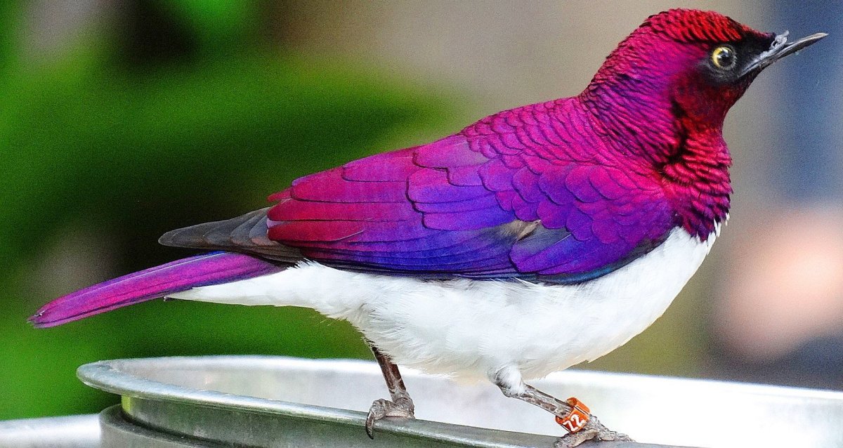 Фиолетовый Лесной Удод