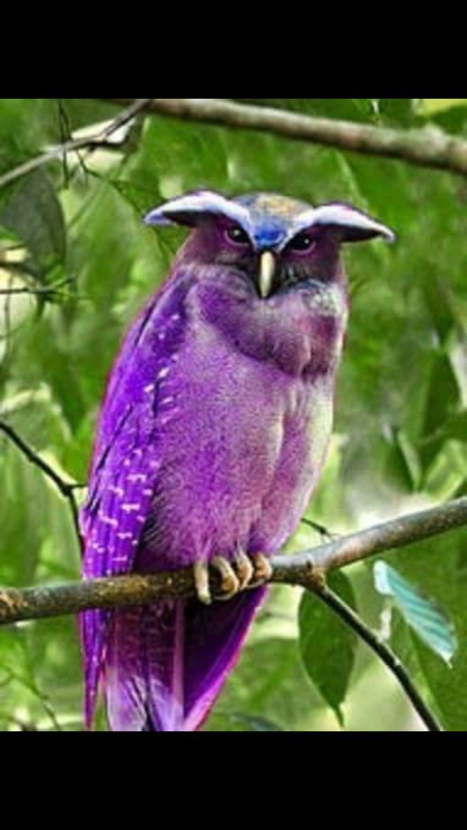 Розовый попугай на розовом фоне