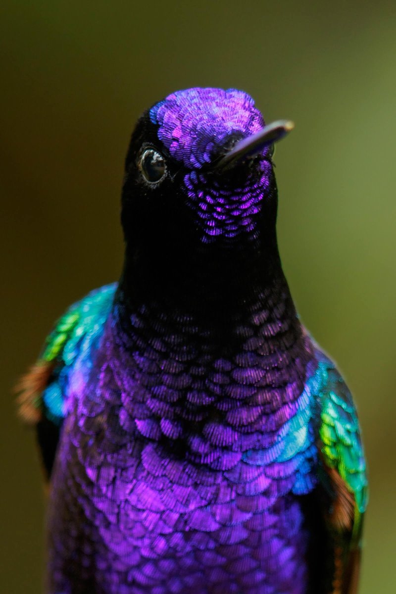 Птица лавандового цвета