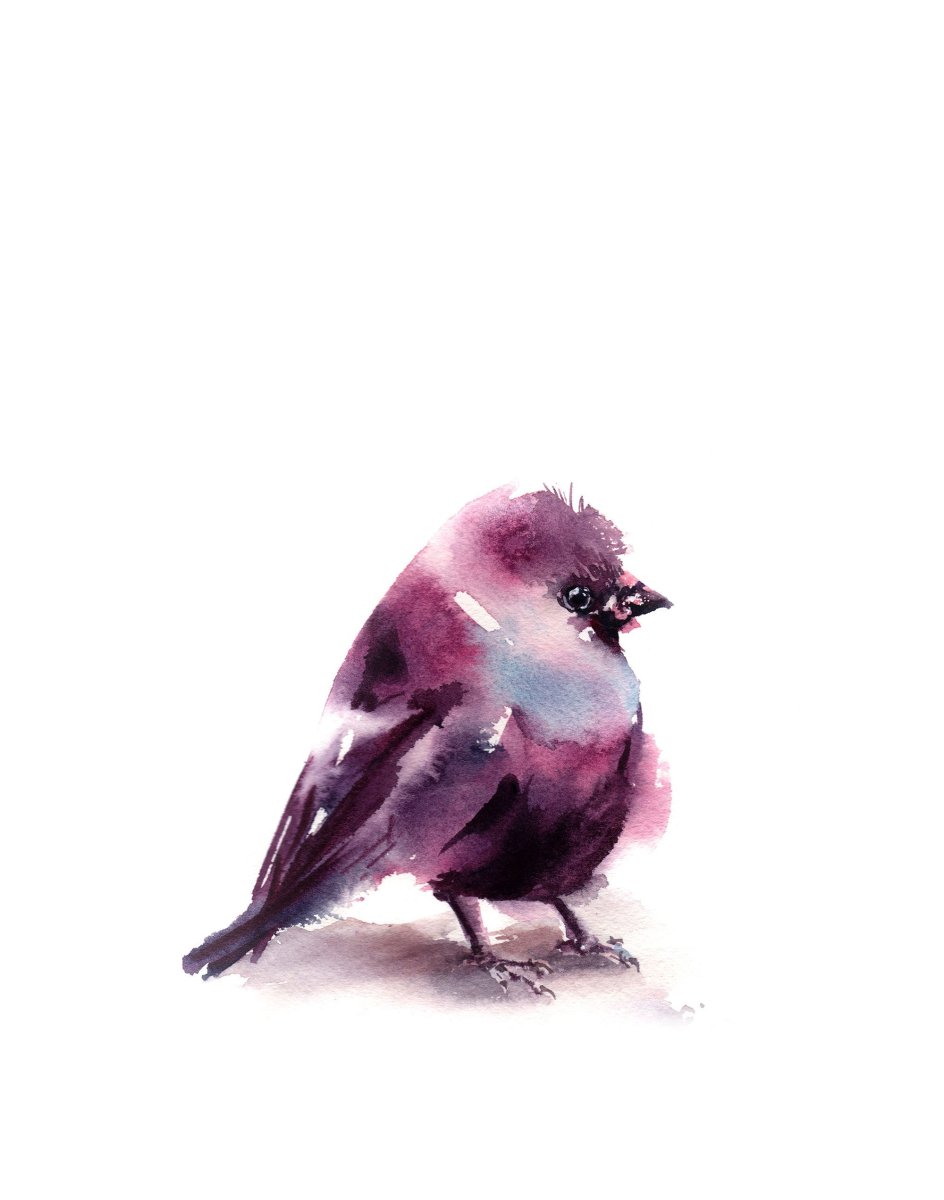 Птичка Калибри или Колибри