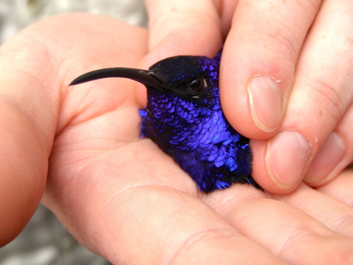 Окрас Колибри