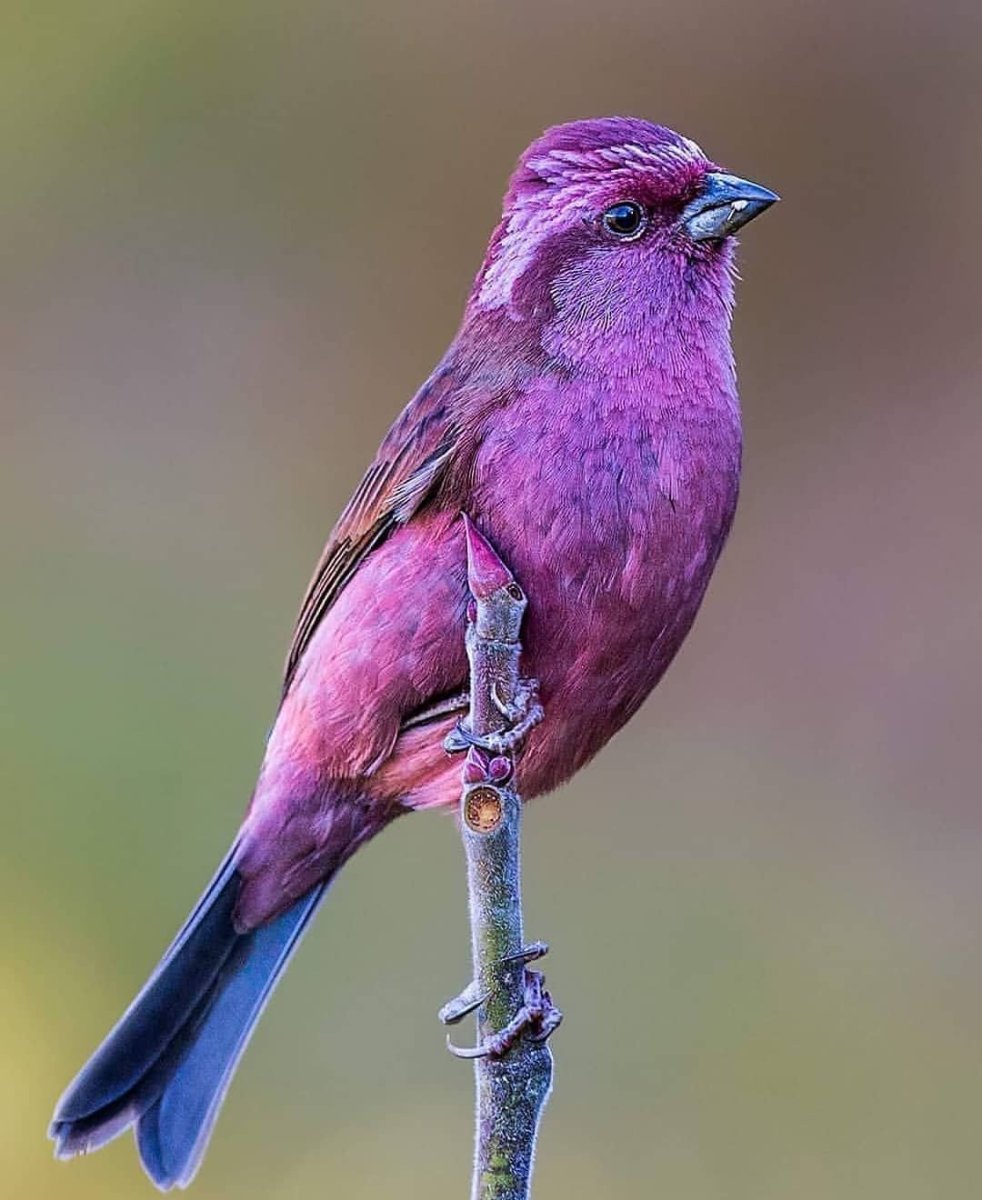 Pink-Browed Rosefinch