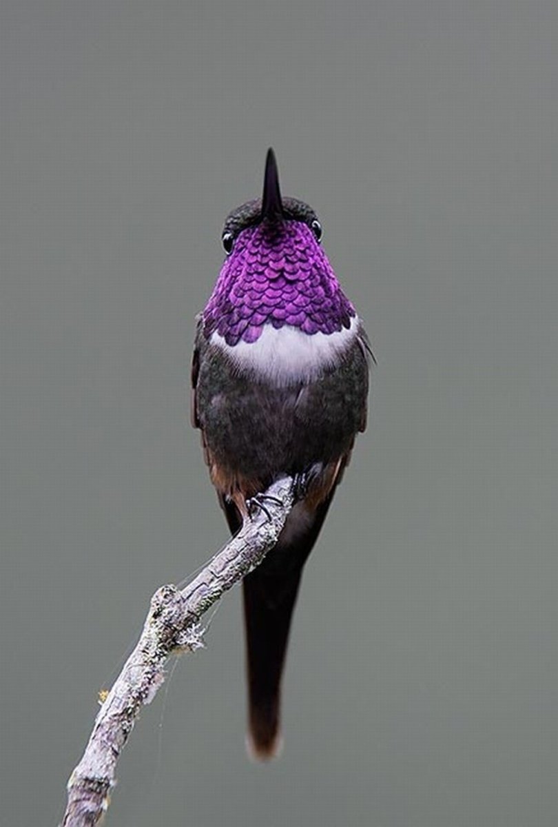 Лаванда и птицы